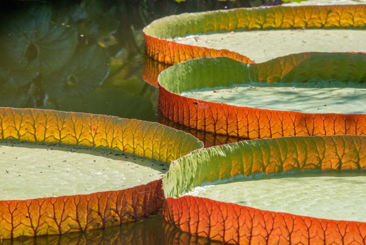 HW PhysicalHealth Move WaterLily's 2026 I 2