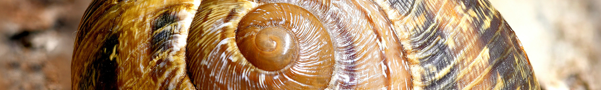 Texture AM snailshell v2